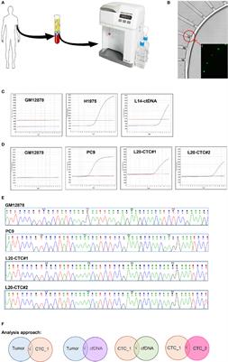 Complementary Sequential Circulating Tumor Cell (CTC) and Cell-Free Tumor DNA (ctDNA) Profiling Reveals Metastatic Heterogeneity and Genomic Changes in Lung Cancer and Breast Cancer